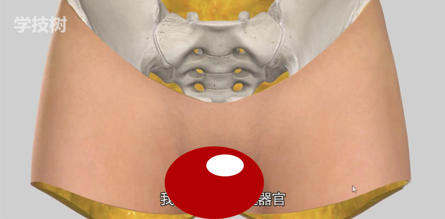 比女人還懂女人：女性生殖系統(tǒng)解析（視頻）