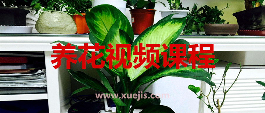養花視頻課程 百度網盤插圖 養花視頻課程 百度網盤插圖