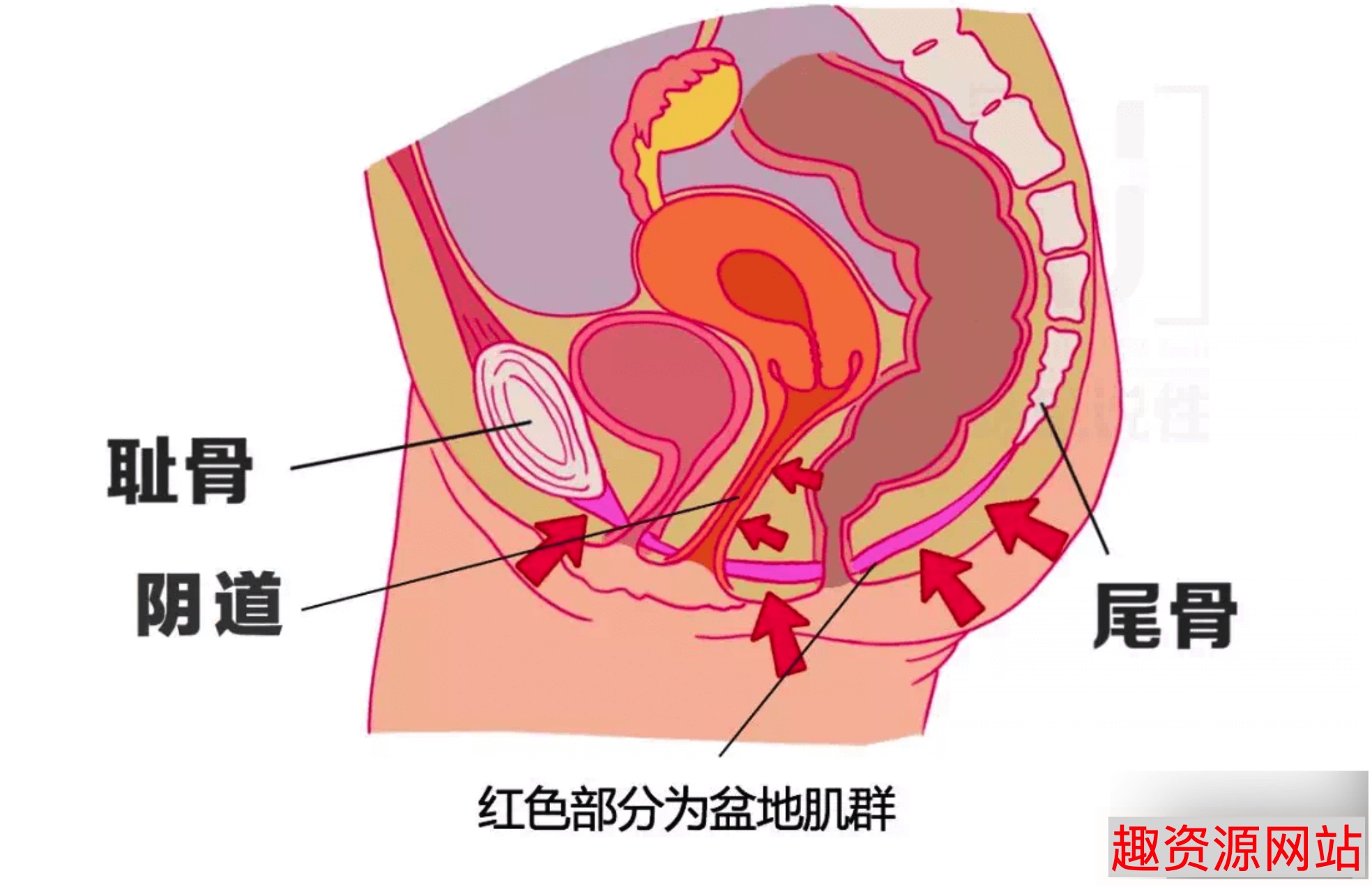 陳見玉蛋功視頻教學女性縮陰鍛煉課程（完整版）
