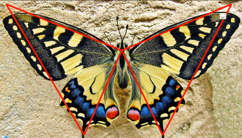 無(wú)為課堂裕八方鬼推磨之蝴蝶戰(zhàn)法_百度云網(wǎng)盤視頻課程