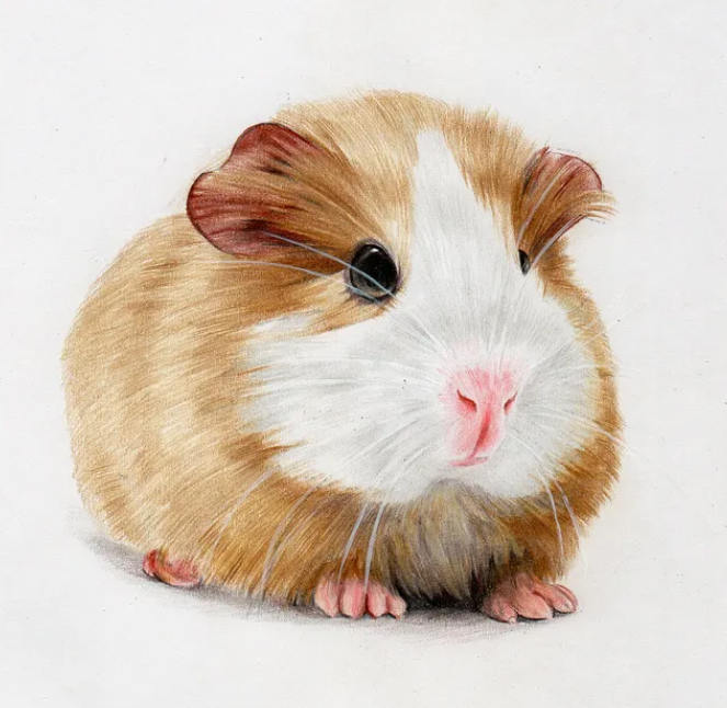 零基礎學彩鉛2020