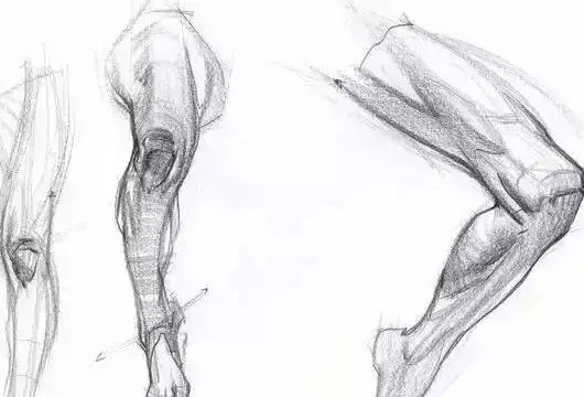 大木畫畫2022人體結構第五期網盤分享