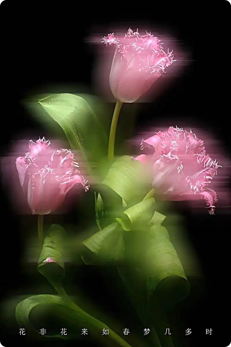 18度攝影學院-花草的拍攝與創(chuàng)意后期百度網盤