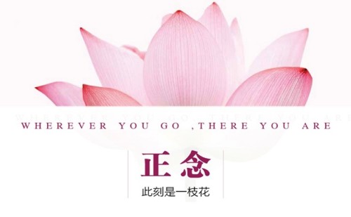 夏鵬【正念-此時是一支花】精讀課百度網盤