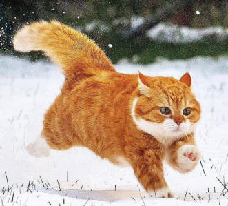 親切第一張蕾C1第二期+色彩美學課程2022年百度網盤